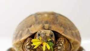 Domače želve, kako pravilno obdržati želvo doma